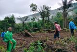 Warga Agam dikagetkan kemunculan harimau saat intai babi di pohon