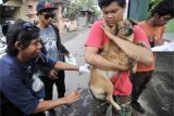 Kasus gigitan hewan penular rabies di Tanah Datar cukup tinggi