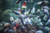 Penyelam berpakaian Santa Claus memberi makan ikan di Sea World, Ancol, Jakarta, Rabu (25/12/2024). Pertunjukan tersebut digelar untuk menyemarakkan perayaan Hari Raya Natal 2024. ANTARA FOTO/Dhemas Reviyanto/wpa. 