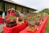 Pemilik menyiram tanaman bonsai yang dikonteskan di Bandara Banyuwangi, Jawa Timur, Kamis (26/12/2024). Kontes yang menampilkan 600 tanaman bonsai itu merupakan salah satu media promosi untuk mengembangkan Usaha Mikro Kecil Menengah (UMKM) dibidang bonsai yang memiliki nilai ekonomi tinggi dengan memanfaatkan momen peningkatan jumlah penumpang pada momen libur Natal dan Tahun Baru 2025 di Bandara Banyuwangi. Antara Jatim/Budi Candra Setya/um