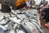 Pedagang melayani pembeli di Pasar Ikan Karangantu, Kota Serang, Banten, Jumat (27/12/2024). Kementerian Kelautan dan Perikanan memastikan pasokan perikanan aman untuk memenuhi kebutuhan masyarakat saat libur Hari Raya Natal dan Tahun Baru 2025, meskipun terdapat peningkatan kebutuhan ikan konsumsi sebesar 5,45 persen dibandingkan bulan November 2024 sebesar 0,9 juta ton menjadi 0,95 juta ton. ANTARA FOTO/Putra M. Akbar/gp