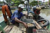 Nelayan memilah hasil tangkapan rajungan di Karangantu, Kota Serang, Banten, Jumat (27/12/2024). Kementerian Kelautan dan Perikanan telah menyalurkan bantuan sektor perikanan tangkap sebesar Rp 104,8 miliar hingga Desember 2024 sebagai bentuk dukungan pemerintah kepada nelayan dan pelaku usaha perikanan. ANTARA FOTO/Putra M. Akbar/gp