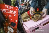 Seorang peserta menyiapkan kucing peliharaannya untuk mengikuti Cat Show Competition di Mall Alam Sutera, Kota Tangerang, Banten, Sabtu (28/12/2024). Kompetisi peragaan busana dan kesehatan kucing peliharaan yang diikuti 15 peserta dari sejumlah daerah tersebut bertajuk Magical Christmas. ANTARA FOTO/Sulthony Hasanuddin/gp