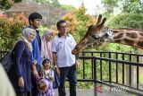 Pengunjung berfoto dengan jerapah (Giraffa camelopardalis) di Kebun Binatang Bandung, Jawa Barat, Rabu (25/12/2024). Kebun Binatang Bandung menargetkan sebanyak 1.500 pengunjung per hari selama libur Natal dan Tahun Baru 2025 dari periode 21 Desember 2024 hingga 5 Januari 2025. ANTARA FOTO/Raisan Al Farisi/agr
