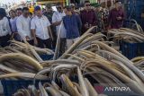 Menteri Kelautan dan Perikanan Sakti Wahyu Trenggono (kedua kiri) melihat stok ikan di tempat pelelangan ikan Karangsong, Indramayu, Jawa Barat, Kamis (26/12/2024). Menteri KKP memastikan ikan hasil tangkapan nelayan di wilayah itu dapat memasok kebutuhan protein untuk program makan bergizi gratis (MBG) yang dicanangkan oleh Presiden Prabowo Subianto. ANTARA FOTO/Dedhez Anggara/agr