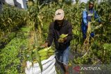 Petani memanen jagung di Panyileukan, Bandung, Jawa Barat, Jumat (27/12/2024). Menurut petani, panen jagung sebanyak 2 ton dari lahan garapannya tersebut selanjutnya akan dijual ke berbagai pasar di Kota Bandung seharga Rp8.000 per kilogram menyusul tingginya permintaan jagung manis untuk perayaan tahun baru 2025. ANTARA FOTO/Raisan Al Farisi/agr