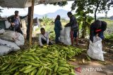 Petani memasukan jagung hasil panen ke dalam karung di Panyileukan, Bandung, Jawa Barat, Jumat (27/12/2024). Menurut petani, panen jagung sebanyak 2 ton dari lahan garapannya tersebut selanjutnya akan dijual ke berbagai pasar di Kota Bandung seharga Rp8.000 per kilogram menyusul tingginya permintaan jagung manis untuk perayaan tahun baru 2025. ANTARA FOTO/Raisan Al Farisi/agr