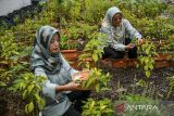 Warga memanen cabai di kelompok tani Buruan Sae Sawargi di Cipadung Kidul, Bandung, Jawa Barat, Jumat (27/12/2024). Program ketahanan pangan di Kota Bandung melalui kelompok tani Buruan Sae di RW 03 dan RW 02 Kecamatan Panyileukan mempu menghasilkan sayur romen, pakcoy, terong dan cabai rawit yang nantinya akan dijual kepada warga sekitar dengan harga murah sebagai langkah untuk pengendalian inflasi di akhir tahun 2024. ANTARA FOTO/Raisan Al Farisi/agr