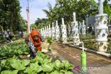 Warga memanen sayur romen di kebun kelompok tani Buruan Sae RW 02 di Cipadung Kidul, Bandung, Jawa Barat, Jumat (27/12/2024). Program ketahanan pangan di Kota Bandung melalui kelompok tani Buruan Sae di RW 03 dan RW 02 Kecamatan Panyileukan mempu menghasilkan sayur romen, pakcoy, terong dan cabai rawit yang nantinya akan dijual kepada warga sekitar dengan harga murah sebagai langkah untuk pengendalian inflasi di akhir tahun 2024. ANTARA FOTO/Raisan Al Farisi/agr