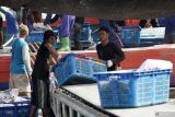 Pekerja menurunkan hasil ikan tangkap dari kapal yang sandar dan bongkar di Pelabuhan Perikanan Pantai (PPP) Popoh, Tulungagung, Jawa Timur, Senin (30/12/2024). Produksi ikan tangkap di Pelabuhan Popoh selama kurun Januari hingga jelang akhir Desember 2024 mencapai kisaran 9 ribu ton. atau sekitar 90 persen dari target tahunan sebesar 10 ribu ton, sementara pada 2025 ditargetkan naik menjadi 12 ribu ton.  Antara Jatim/Destyan Sujarwoko/um