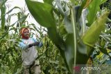 Buruh tani memanen jagung di Curug, Kota Serang, Banten, Senin (30/12/2024). Harga jagung manis di tingkat petani mengalami kenaikan dari sebelumnya Rp4.000 menjadi Rp5.500 per kilogram karena tingginya permintaan jelang perayaan tahun baru 2025. ANTARA FOTO/Putra M. Akbar/gp