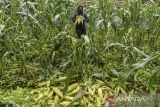 Buruh tani memanen jagung di Curug, Kota Serang, Banten, Senin (30/12/2024). Harga jagung manis di tingkat petani mengalami kenaikan dari sebelumnya Rp4.000 menjadi Rp5.500 per kilogram karena tingginya permintaan jelang perayaan tahun baru 2025. ANTARA FOTO/Putra M. Akbar/gp