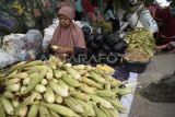 Penjualan jagung musiman tahun baru. Pedagang mengupas jagung yang dijual di kawasan jalan Oto Iskandardinata, Samarinda, Kalimantan Timur, Selasa (31/12/2024). Menurut pedagang, Jagung yang dijual musiman saat malam pergantian tahun baru itu dijual seharga Rp3.000 per buah. Antara Kaltim/M Risyal Hidayat