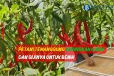 Petani Temanggung keringkan cabai dan bijinya untuk benih