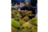 Pedagang memilih buah durian Jemongko yang dijual di Jalan Letkol Sugiyono, Pontianak, Kalimantan Barat, Kamis (1/1/2025). Durian Jemongko merupakan salah satu varietas durian terbaik di Kalimantan Barat itu didatangkan dari Kembayan, Kabupaten Sanggau yang dijual dengan harga Rp20 ribu - Rp50 ribu per buah. ANTARA FOTO/Jessica Wuysang/Spt.