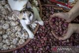 Pedagang menata bawang merah di Pasar Atas Baru, Kota Cimahi, Jawa Barat, Jumat (3/1/2025). Badan Pusat Statistik mencatat inflasi Provinsi Jawa Barat Desember 2024 secara bulanan (mtm) mencapai 0,35 persen sementara secara tahunan (yoy) mencapai 1,64 persen dengan komoditas penyumbang inflasi yakni telur ayam ras, cabai merah, minyak goreng, cabai rawit dan bawang merah. ANTARA FOTO/Abdan Syakura/agr