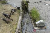 Sejumlah bebek melintas di dekat makam yang terendam limbah bahan berbahaya dan beracun (B3) di Desa Sukamaju, Kibin, Kabupaten Serang, Banten, Jumat (3/1/2025). Menurut keterangan warga, limbah B3 tersebut mengakibatkan lingkungan tercemar, tempat pemakaman umum terendam, tanah dan air berubah warna menjadi hitam dan menimbulkan bau menyengat serta tanaman dan ikan di lingkungan sekitar mati. ANTARA FOTO/Putra M. Akbar/gp