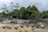 Sejumlah bebek melintas di dekat lahan yang terendam limbah bahan berbahaya dan beracun (B3) di Desa Sukamaju, Kibin, Kabupaten Serang, Banten, Jumat (3/1/2025). Menurut keterangan warga, limbah B3 tersebut mengakibatkan lingkungan tercemar, tempat pemakaman umum terendam, tanah dan air berubah warna menjadi hitam dan menimbulkan bau menyengat serta tanaman dan ikan di lingkungan sekitar mati. ANTARA FOTO/Putra M. Akbar/gp