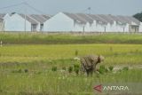 Petani menanam padi dengan latar belakang kompleks perumahan di Kibin, Kabupaten Serang, Banten, Jumat (3/1/2025). Kementerian Agraria dan Tata Ruang/Badan Pertanahan Nasional mencatat terdapat sekitar 100.000 hingga 150.000 hektare lahan pertanian yang beralih fungsi menjadi area perumahan dan permukiman setiap tahunnya. ANTARA FOTO/Putra M. Akbar/gp