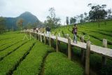 Wisatawan berjalan di jembatan bambu di kawasan agrowisata kebun teh De Sikatok, Kejajar, Wonosobo, Jawa Tengah, Kamis (2/1/2025). Wisata alam yang dikelola oleh Kelompok Sadar Wisata Desa SIkatok bekerja sama dengan PT Perkebunan Teh Tambi tersebut menjadi destinasi wisata penunjang di jalur menuju pegunungan tinggi Dieng yang diharapkan mampu meningkatkan perekonomian warga sekitar. ANTARA FOTO/Anis Efizudin/rwa.