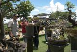 Pameran bonsai di Tulungagung. Plh Bupati Tulungagung Tri Hariadi (kiri) melihat dari dekat tanaman bonsai yang dipamerkan dalam Pekan Jemur Bonsai Bumi di sentra wisata kuliner Mbalungkawuk, Tulungagung, Jawa Timur, Sabtu (4/1/2025). Pemerintah daerah mendorong komunitas pecinta dan perajin boinsai untuk mengembangkan bonsai budidaya ketimbang berburu tanaman bakal bonsai di hutan demi menjaga kelestarian lingkungan. Antara Jatim/Destyan Sujarwoko/um