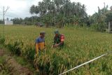 Kodim Pasangkayu kerahkan Babinsa dampingi petani