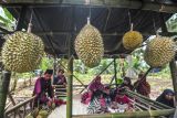 Warga melihat berbagai jenis durian saat Festival Durian Teluk 2025 di Desa Teluk, Batanghari, Jambi, Sabtu (4/1/2025). Festival Durian Teluk 2025 yang digelar di salah satu desa penghasil durian itu dalam rangka mendorong pelestarian tanaman durian sekaligus meningkatkan ekonomi masyarakat desa yang berlangsung 4-5 Januari 2025. ANTARA FOTO/Wahdi Septiawan/agr