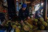 Durian khas Badui jadi daya tarik wisatawan