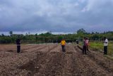 Polres Natuna siapkan lahan 1,5 hektare untuk tanam jagung