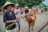 Peternak memberi makan sapi pedaging miliknya untuk dijual di Pasar Hewan, Lumajang, Jawa Timur, Senin (6/1/2025). Berdasarkan data Dinas Ketahanan Pangan dan Pertanian (DKPP) Lumajang, temuan kasus Penyakit Mulut dan Kuku mengalami peningkatan dari temuan awal Januari-November 2024 148 ekor meningkat menjadi 900 ekor sapi dengan 70 ekor diantaranya mati pada periode November-Desember 2024, diduga akibat masuknya ternak dari daerah lain juga dipengaruhi kondisi cuaca. Antara Jatim/Irfan Sumanjaya/um