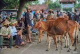 Peternak memajang sapi pedaging miliknya untuk dijual di Pasar Hewan, Lumajang, Jawa Timur, Senin (6/1/2025). Berdasarkan data Dinas Ketahanan Pangan dan Pertanian (DKPP) Lumajang, temuan kasus Penyakit Mulut dan Kuku mengalami peningkatan dari temuan awal Januari-November 2024 148 ekor meningkat menjadi 900 ekor sapi dengan 70 ekor diantaranya mati pada periode November-Desember 2024, diduga akibat masuknya ternak dari daerah lain juga dipengaruhi kondisi cuaca. Antara Jatim/Irfan Sumanjaya/um