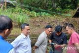 BKSDA Sumbar pastikan harimau di Sungai Batang Agam hanya melintas