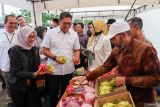 Wakil Menteri Pertanian Sudaryono (ketiga kiri) didampingi Bupati Banyuwangi Ipuk Fiestiandani (kedua kiri) meninjau stan buah naga organik pada pameran hasil olahan pertanian di Singojuruh, Banyuwangi, Jawa Timur, Minggu (5/1/2025). Buah naga yang dikelola secara organik untuk menjaga kualitas buah yang sehat dan bebas dari residu berbahaya tersebut memiliki pasar yang luas serta mampu meningkatkan nilai jual hingga tiga kali lipat dibandingkan dengan yang non organik. ANTARA Jatim/Budi Candra Setya/mas.