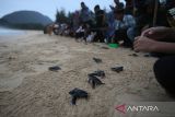 Komunitas penyu bersama warga melepaskan tukik belimbing (Dermochelys coriacea) di kawasan Konservasi Lampuuk, Kabupaten Aceh Besar, Aceh, Senin (6/1/2025).Â  Pelepasan sebanyak  57 ekor tukik belimbing yang pertama di awal tahun 2025  dengan melibatkan pengunjung  itu  untuk memberikan edukasi dan kampÃ¡nye dalam upaya menjaga kelestarian penyu. ANTARA FOTO/Ampelsa.