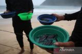 Komunitas penyu bersama warga melepaskan tukik belimbing (Dermochelys coriacea) di kawasan Konservasi Lampuuk, Kabupaten Aceh Besar, Aceh, Senin (6/1/2025).Â  Pelepasan sebanyak  57 ekor tukik belimbing yang pertama di awal tahun 2025  dengan melibatkan pengunjung  itu  untuk memberikan edukasi dan kampÃ¡nye dalam upaya menjaga kelestarian penyu. ANTARA FOTO/Ampelsa.