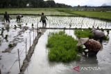 Petani mencabut benih padi untuk ditanam pada lahan sawah saat musim tanam serentak di desa Samahani, kabupaten Aceh Besar, Aceh, Senin (6/1/2025). Menurut Kementerian Pertanian seluruh perbankan telah menyediakan  anggaran Kredit Usaha Rakyat (KUR)  sebesar Rp 300 triliun untuk mendukung peningkatan produksi pertanian padi dalam upaya percepatan swasembada pangan. ANTARA FOTO/Ampelsa.