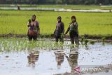 Petani menanam padi  pada lahan sawah saat musim tanam serentak di desa Samahani, kabupaten Aceh Besar, Aceh, Senin (6/1/2025). Menurut Kementerian Pertanian seluruh perbankan telah menyediakan  anggaran Kredit Usaha Rakyat (KUR)  sebesar Rp 300 triliun untuk mendukung peningkatan produksi pertanian padi dalam upaya percepatan swasembada pangan. ANTARA FOTO/Ampelsa.