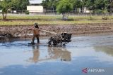 Pemkab Kudus targetkan  areal tanam padi tahun 2025 seluas 26.000 ha