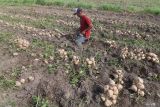 Petani memanen bengkuang di area persawahan Kelurahan Ketami, Kota Kediri, Jawa Timur, Senin (6/1/2025). Hasil panen bengkuang di daerah tersebut berukuran kecil karena kadar air dalam tanah berlebih akibat tingginya intensitas hujan dan harga jualnya pun rendah pada kisaran Rp1.000 per kilogram. ANTARA Jatim/Prasetia Fauzani/mas.