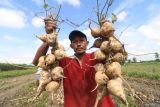 Petani memperlihatkan bengkuang berukuran kecil saat panen di area persawahan Kelurahan Ketami, Kota Kediri, Jawa Timur, Senin (6/1/2025). Hasil panen bengkuang di daerah tersebut berukuran kecil karena kadar air dalam tanah berlebih akibat tingginya intensitas hujan dan harga jualnya pun rendah pada kisaran Rp1.000 per kilogram. ANTARA Jatim/Prasetia Fauzani/mas.