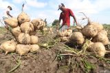 Petani memanen bengkuang di area persawahan Kelurahan Ketami, Kota Kediri, Jawa Timur, Senin (6/1/2025). Hasil panen bengkuang di daerah tersebut berukuran kecil karena kadar air dalam tanah berlebih akibat tingginya intensitas hujan dan harga jualnya pun rendah pada kisaran Rp1.000 per kilogram. ANTARA Jatim/Prasetia Fauzani/mas.