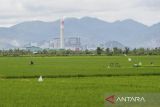 Petani menanam padi di Kota Serang, Banten, Selasa (7/1/2025). Menteri Koordinator Bidang Pangan Zulkifli Hasan menargetkan produksi beras pada 2025 mencapai 32,8 juta ton beras lebih tinggi dibandingkan dengan target produksi beras pada 2024 yaitu sebesar 31 juta ton beras. ANTARA FOTO/Muhammad Bagus Khoirunas/gp