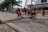 BPBD Palangka Raya: Waspadai pohon tumbang dan angin puting beliung