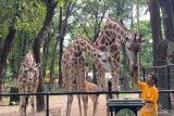 Anak jerapah di Ragunan dinamai Rajaka, ternyata dari Pj Gubernur Jakarta