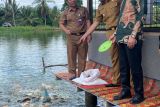 Produksi Ikan di Pasaman meningkat jadi 62.718 ton sepanjang 2024