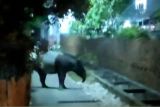 Tapir liar jalan-jalan di pemukiman Kota Dumai