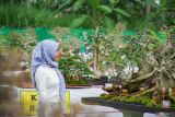 Pengunjung mengamati pohon bonsai saat gelaran Pameran dan Kontes Bonsai Nasional di Desa Kedawung, Padang, Lumajang, Jawa Timur, Rabu (8/1/2025). Pameran dan kontes bonsai yang berlangsung hingga 13 Januari 2025 tersebut menampilkan 561 pohon yang harganya mulai dari Rp500 ribu hingga Rp 350 juta dan diikuti oleh sedikitnya 450 peserta dari sejumlah daerah di Indonesia. ANTARA Jatim/Irfan Sumanjaya/mas.