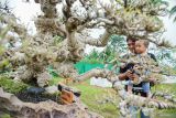 Pengunjung mengamati pohon bonsai saat gelaran Pameran dan Kontes Bonsai Nasional di Desa Kedawung, Padang, Lumajang, Jawa Timur, Rabu (8/1/2025). Pameran dan kontes bonsai yang berlangsung hingga 13 Januari 2025 tersebut menampilkan 561 pohon yang harganya mulai dari Rp500 ribu hingga Rp 350 juta dan diikuti oleh sedikitnya 450 peserta dari sejumlah daerah di Indonesia. ANTARA Jatim/Irfan Sumanjaya/mas.