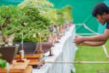 Pengunjung mengabadikan gambar pohon bonsai saat gelaran Pameran dan Kontes Bonsai Nasional di Desa Kedawung, Padang, Lumajang, Jawa Timur, Rabu (8/1/2025). Pameran dan kontes bonsai yang berlangsung hingga 13 Januari 2025 tersebut menampilkan 561 pohon yang harganya mulai dari Rp500 ribu hingga Rp 350 juta dan diikuti oleh sedikitnya 450 peserta dari sejumlah daerah di Indonesia. ANTARA Jatim/Irfan Sumanjaya/mas.