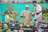 Dua orang pengunjung melihat pohon bonsai saat gelaran Pameran dan Kontes Bonsai Nasional di Desa Kedawung, Padang, Lumajang, Jawa Timur, Rabu (8/1/2025). Pameran dan kontes bonsai yang berlangsung hingga 13 Januari 2025 tersebut menampilkan 561 pohon yang harganya mulai dari Rp500 ribu hingga Rp 350 juta dan diikuti oleh sedikitnya 450 peserta dari sejumlah daerah di Indonesia. ANTARA Jatim/Irfan Sumanjaya/mas.